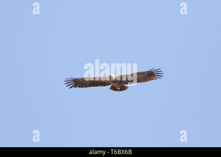 Lesser Spotted Eagle Foto Stock