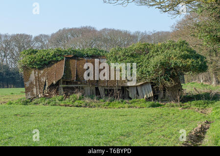 ​Asbestos coperto, ex campo di bestiame sparso e rifugio. Ridondante. Non più utilizzato. Entro un campo su terreni agricoli. Supporto di legno struttura in uno stato di collasso. Avvolto da edera che è stata altezza testa potati con il cervo (Cervus elaphus). Uso occasionale da i Barbagianni (Tyto alba), come un posatoio. Foto Stock