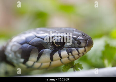 Biscia dal collare (Natrix natrix) close up Foto Stock