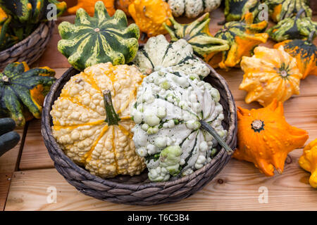 Grandi frutti di zucca Foto Stock