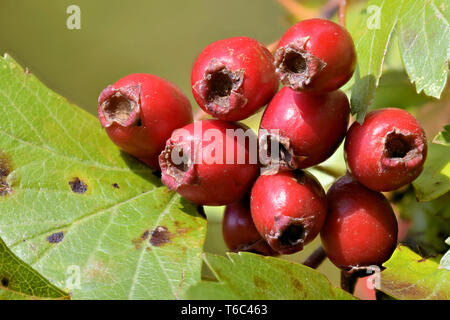 Biancospino frutti Foto Stock