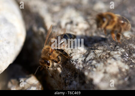 Il miele delle api (Apis mellifica), Germania Foto Stock