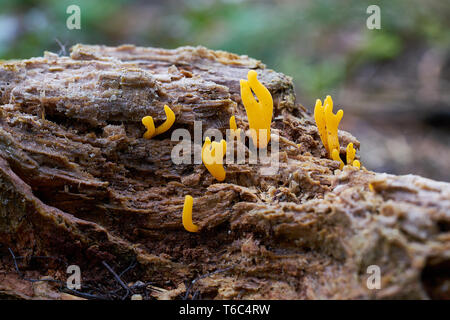 Calocera cornea su un albero morto nella foresta Foto Stock