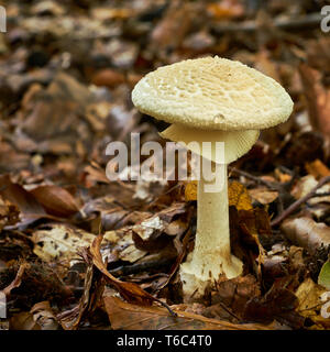 Amanita citrina sul suolo della foresta in autunno Foto Stock