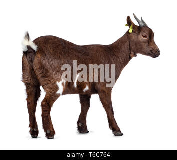 Carino il marrone scuro pigmeo di capra, in piedi indietro / lato modi. Guardando dritto ruotato. Isolato su sfondo bianco. Foto Stock