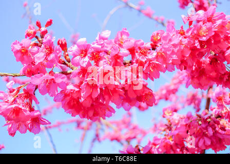 Il tempo primaverile con splendidi fiori di ciliegio, rosa sakura fiori. Foto Stock