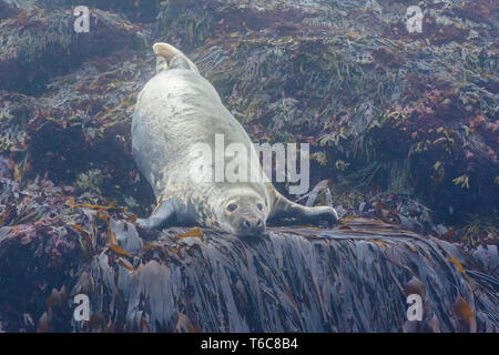 Guarnizione grigio (Halichoerus grypus) in appoggio su una piccola isola rocciosa al largo delle coste del Maine, vicino al Parco Nazionale di Acadia. Utilizzare guarnizioni di piccole isole come haulouts Foto Stock