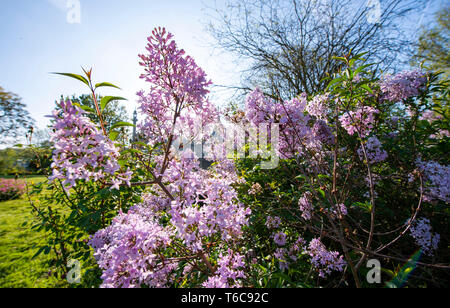 Lillà in fiore in Pavilion Gardens Brighton Regno Unito Foto Stock