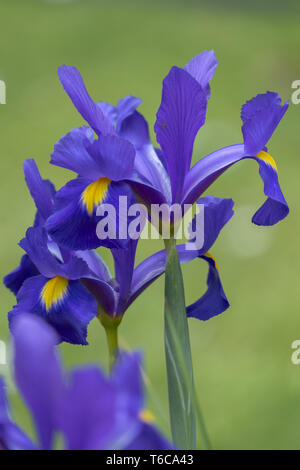 Nana o Iris Iris Nana (Iris pumila) Foto Stock