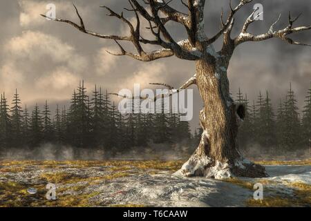 Un twisted sfrondato quercia sorge in una coperta di neve campo sotto le nuvole scure. Foto Stock