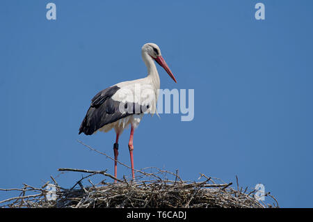 Cicogna bianca sul nido Foto Stock