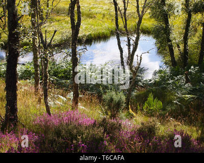 Loch Kinord, nel Muir of Dinnet National Nature Reserve, Scozia Foto Stock