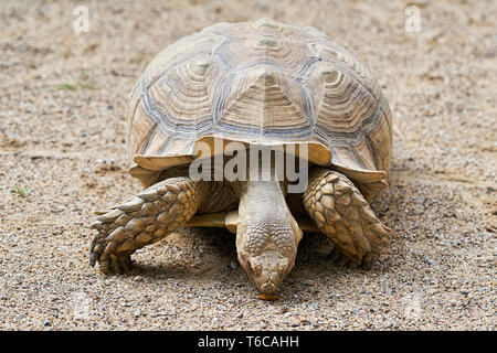 Spronato Tartaruga nella sabbia Foto Stock