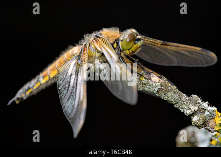 Quattro-spotted chaser Foto Stock