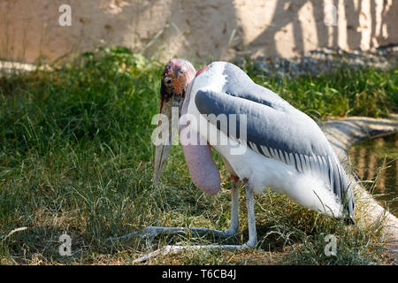 Marabou stork (Leptoptilos crumenifer) grandi trampolieri Foto Stock