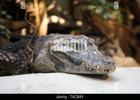 Coccodrillo nana (Osteolaemus tetraspis) Foto Stock