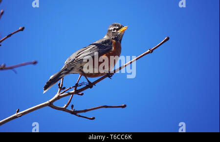 Montreal, Canada,17 Aprile 2019.Un Americano robin appollaiato su un ramo di albero..Montréal, Québec, Canada.Credit:Mario Beauregard/Alamy Live News Foto Stock