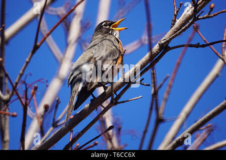 Montreal, Canada,17 Aprile 2019.Un Americano robin appollaiato su un ramo di albero..Montréal, Québec, Canada.Credit:Mario Beauregard/Alamy Live News Foto Stock