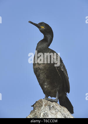 Marangone dal ciuffo, marangone dal ciuffo, Phalacrocorax aristotelis Foto Stock