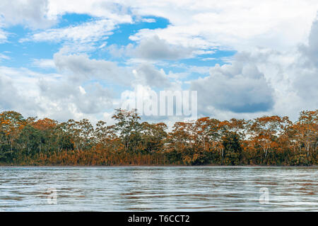 Fiume Napo riverbank all'interno Yasuni National Park con una vista sulla foresta pluviale tropicale con i colori autunnali nella foresta amazzonica in Ecuador. Foto Stock