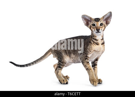 Carino Oriental Shorthair gattino, lato permanente di modi, guardando la telecamera con occhi verdi. Isolato su sfondo bianco. Foto Stock