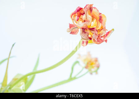 Striminziti tulip sembra veramente raggiante di leggera sfocatura applicata all'immagine Foto Stock