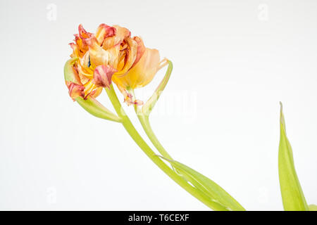 Rosso, arancione e giallo parrot tulip con foglie striminziti ha ancora un aspetto stupendo isolata contro uno sfondo bianco Foto Stock