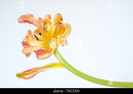 Petali di tulip - isolati contro uno sfondo bianco - cominciando a ricciolo e sfiorisce mentre il fiore età con garbo Foto Stock