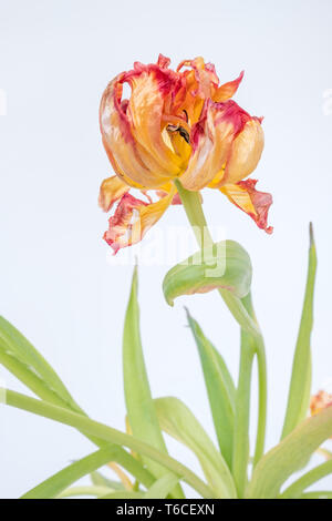 Parrot tulip con stropicciata rosso, arancione e petali di colore rosso è la quintessenza della bellezza, eleganza e grazia durante l'invecchiamento Foto Stock