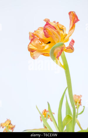 Un appassiti tulip si eleva alto contro uno sfondo bianco che mostra è ancora un bel fiore indipendentemente dalla sua età e aspetto esterno Foto Stock