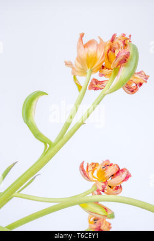 Raro tulip con due fiorisce su uno stelo; uno è invecchiato e stropicciato mentre l'altro è ancora grassottello e vivace Foto Stock