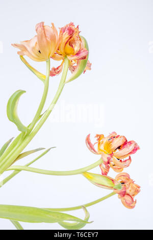 Due splendide fioriture di tulipani da uno stelo hanno invecchiato in modo diverso. Immagine è bilanciata da due più fuori fuoco di età compresa tra i blumi Foto Stock