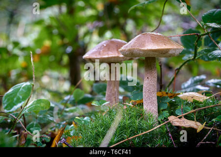 Funghi di betulla sul suolo della foresta in autunno Foto Stock