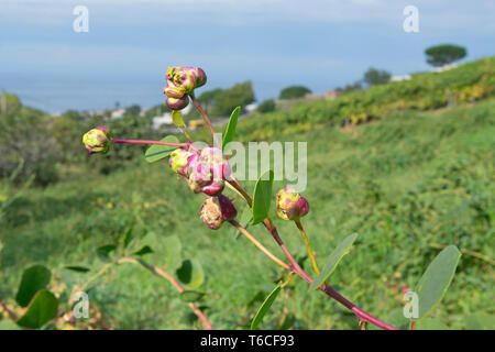  tutte le immagini  Cappero di fiori, Capparis spinosa, Isola di Salina, Isole Eolie, in Sicilia, Italia Cappero di fiori, Ca Foto Stock