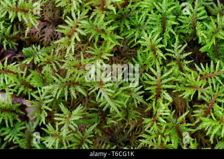 Pleurozium schreberi, il rosso-derivava feathermoss o Schreber's big red stelo moss Foto Stock