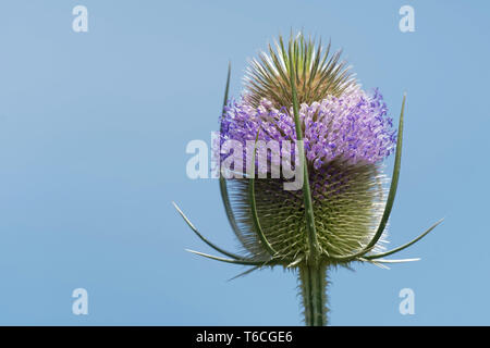 cardo selvatico Foto Stock