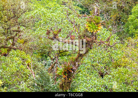 Foresta nebulare di Monte Verde Costa Rica Foto Stock