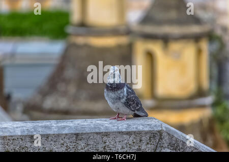 Vista dettagliata della colomba urbano sulla parete Belvedere, nella città di Coimbra, Portogallo Foto Stock