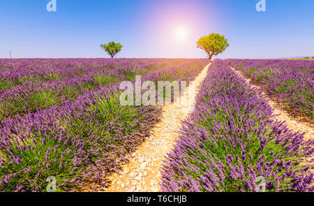 Campi di lavanda in Francia. Stagione di lavanda in Provenza con bella viola fiori che sbocciano alla fine dell'estate, vicino al tempo del raccolto. Foto Stock