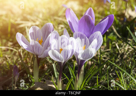 In prossimità di alcuni crochi in primavera Foto Stock