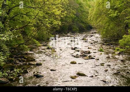 Il fiume Bode in Thale nel Parco Nazionale di Harz Foto Stock