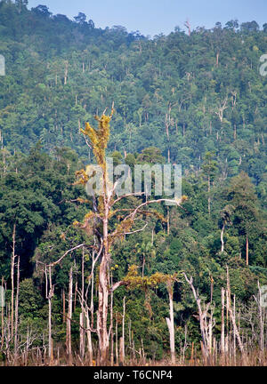 Inondati di foresta tropicale, Lake Kenyir, Pahang, Malaysia. Foto Stock