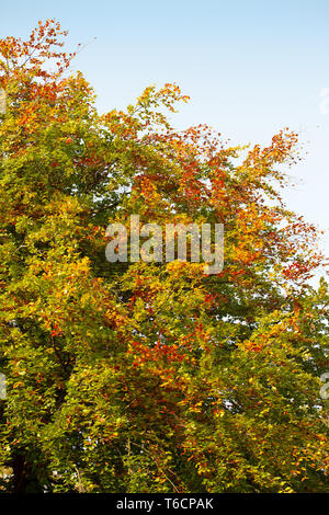 Lietzensee 132. Germania Foto Stock