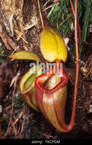 Pianta brocca, Nepenthes X Kinabaluensis, Kinabalu National Park, Sabah, Malaysia orientale Foto Stock