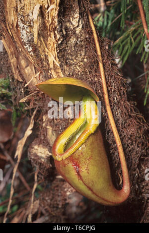 Pianta brocca, Nepenthes X Kinabaluensis, Kinabalu National Park, Sabah, Malaysia orientale Foto Stock