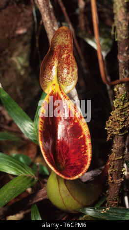 Pianta brocca, Nepenthes lowii, Kinabalu National Park, Sabah, Malaysia orientale Foto Stock