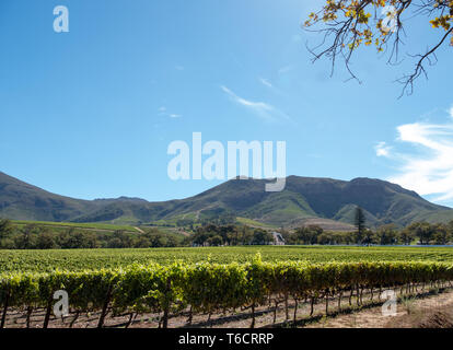 Foto di vigneti a Groot Constantia, Cape Town, Sud Africa, presa su una chiara mattina presto, con le montagne sullo sfondo. Foto Stock