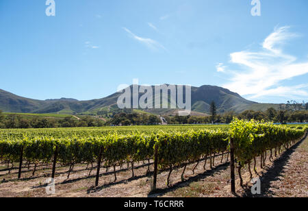 Foto di vigneti a Groot Constantia, Cape Town, Sud Africa, presa su una chiara mattina presto, con le montagne sullo sfondo. Foto Stock