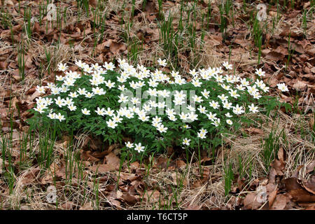 Thimbleweed o windflower, Anemone nemorosa ,, Germania Foto Stock