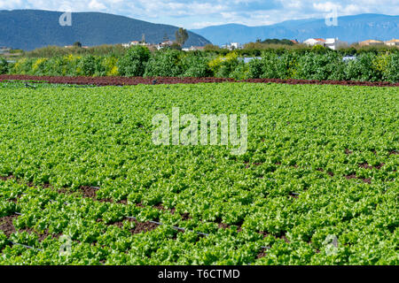 Campo di fattoria con righe di giovani fresca insalata verde lattuga piante che crescono al di fuori sotto il sole greco, agricoltura in Grecia. Foto Stock